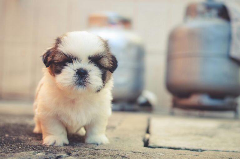 Cute fluffy puppy with a blurred background, perfect for animal photography enthusiasts.