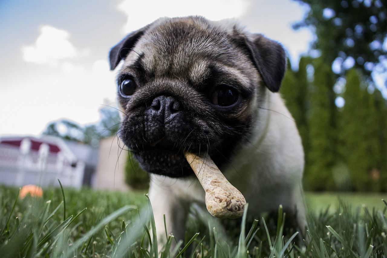 puppy, nature, bone, dog, pet, animal, food, chewing, eating, pug, enjoyment, snack, funny