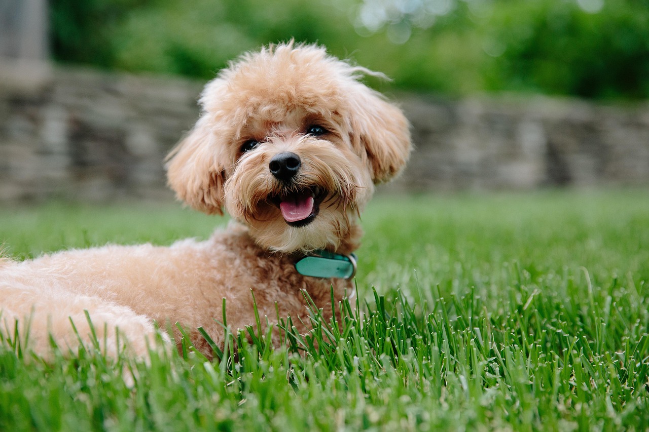 puppy, dog, pet, animal, doggy, poodle, pup, brown, canine, nature, green animals, green pets